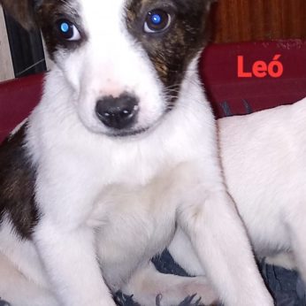 LEON