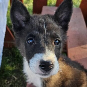 CHARLIE