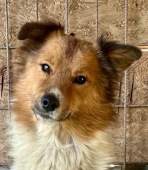 ELVIS